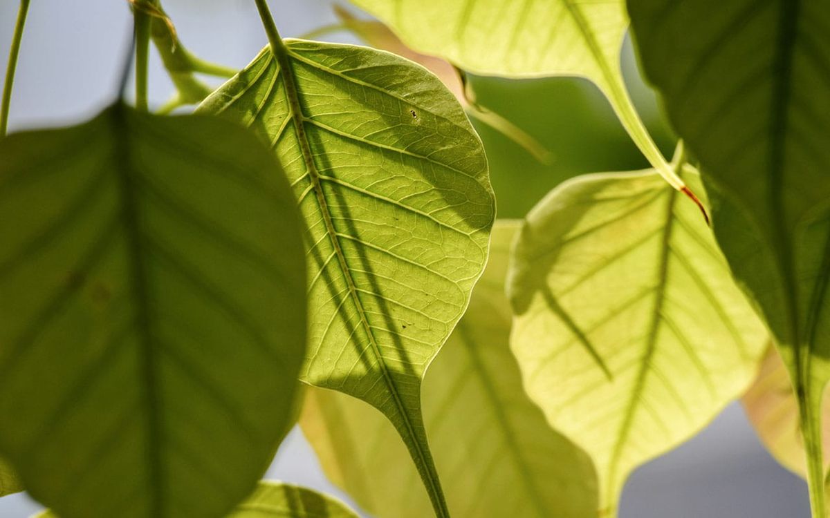 "Close-up of a fresh mint-green peepal tree leaf with sparkling water droplets on its surface and prominent veins