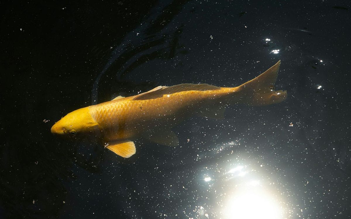 A golden koi fish gliding through dark water, its scales catching light from below, suspended between brightness and shadow like a creature made of promise.