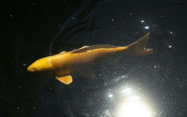 A golden koi fish gliding through dark water, its scales catching light from below, suspended between brightness and shadow like a creature made of promise.
