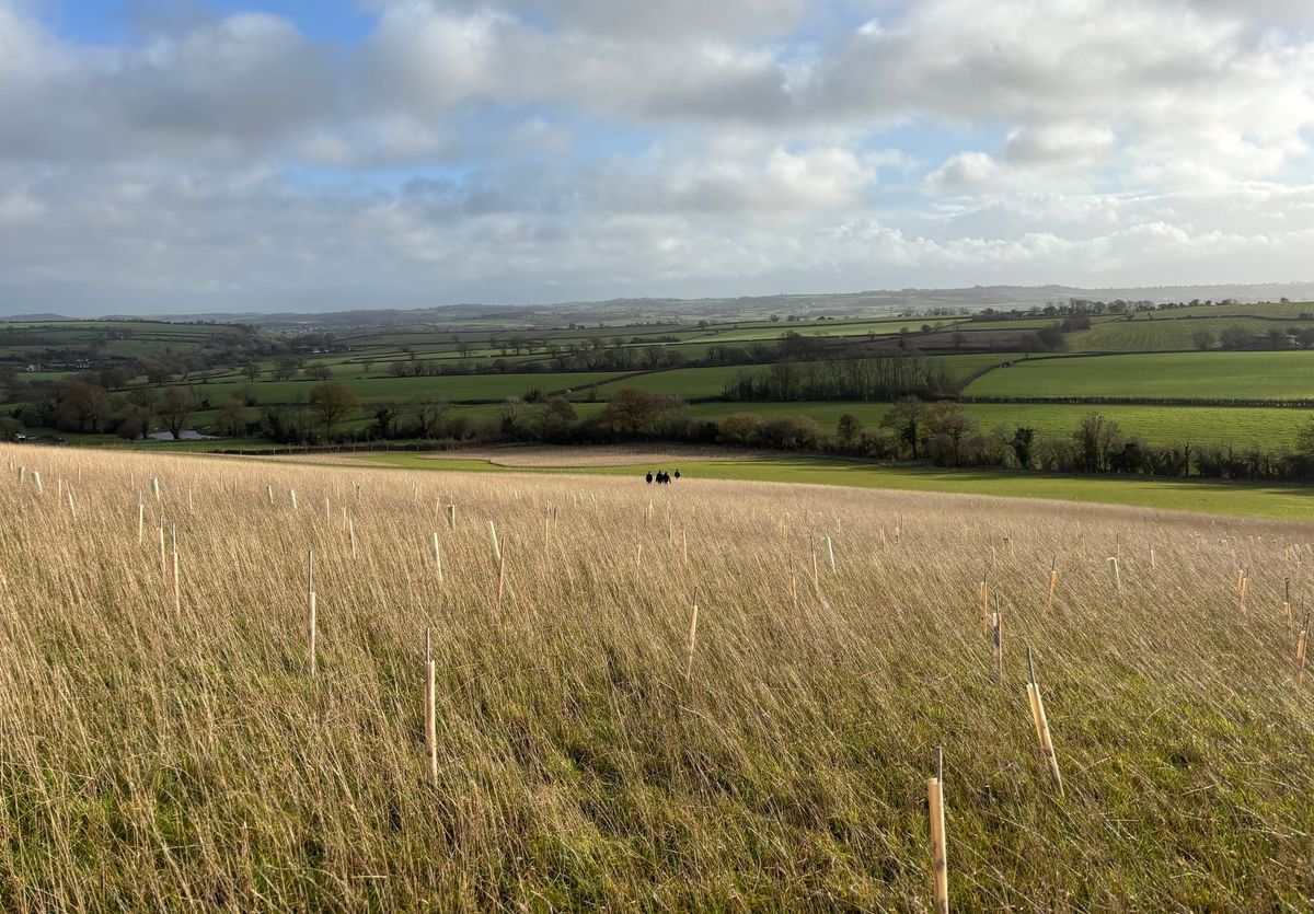 Tree planting (and invasive mangling) season 2025/26 in full swing