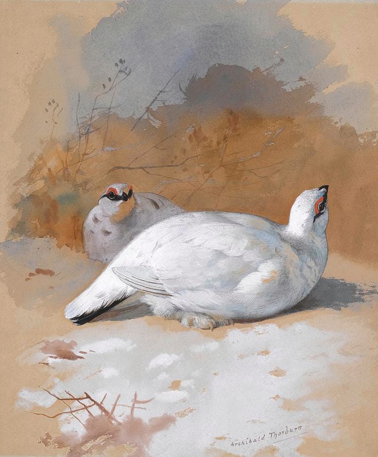 A Brace of Ptarmigan in the Snow by Archibald Thorburn