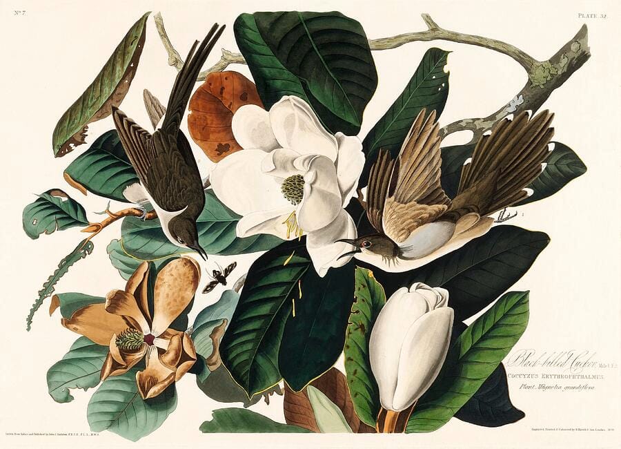 Black-billed Cuckoo on Magnolia grandiflora — John James Audubon, from The Birds of America