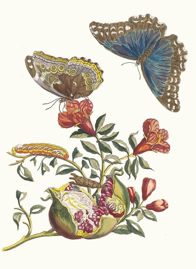 Grenadier by Maria Sibylla Merian