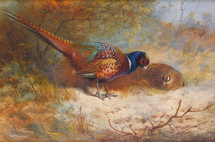 Pheasants by Archibald Thorburn