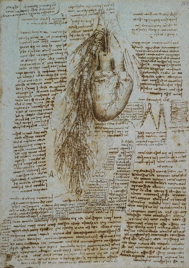 The Heart and the Bronchial Arteries by Leonardo da Vinci