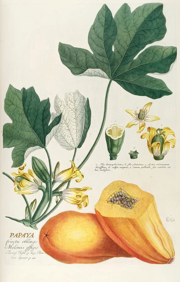 Papaya by Georg Dionysius Ehret