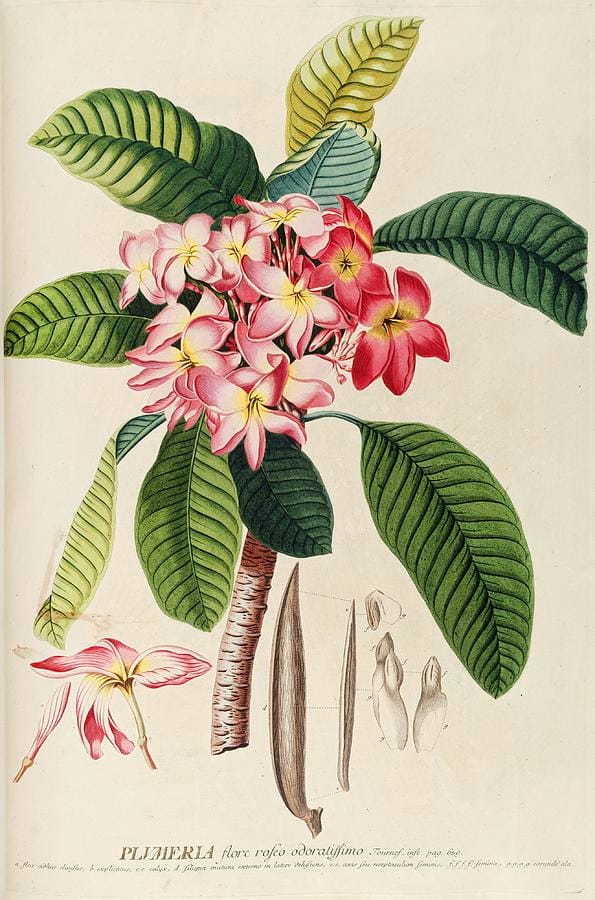 Georg Dionysius Ehret’s Plumeria — saturated leaf green and rose on an unbleached paper ground, the structure that makes botanical plates work on green walls.