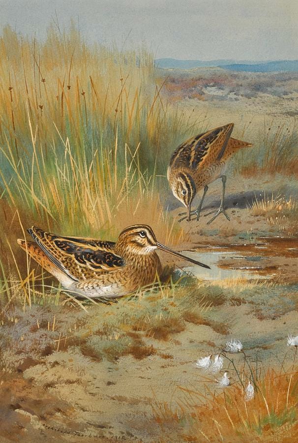 A Pair of Snipe by Archibald Thorburn