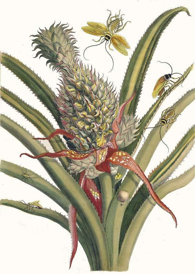 Ananas (Pineapple) — Maria Sibylla Merian, from Metamorphosis Insectorum Surinamensium (1705)