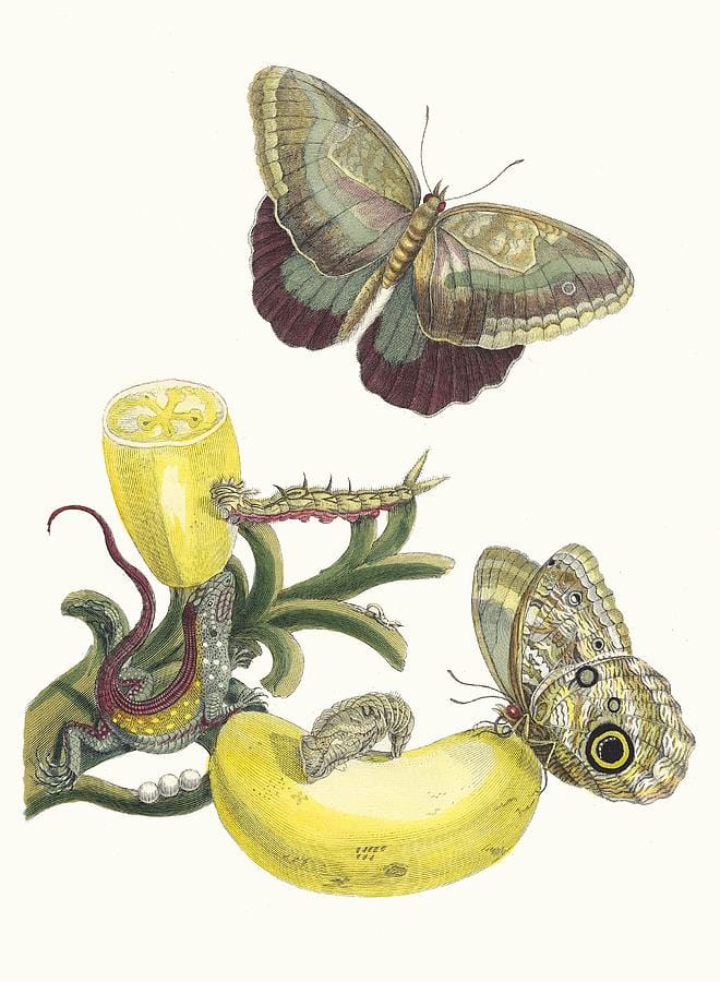 Baccores by Maria Sibylla Merian
