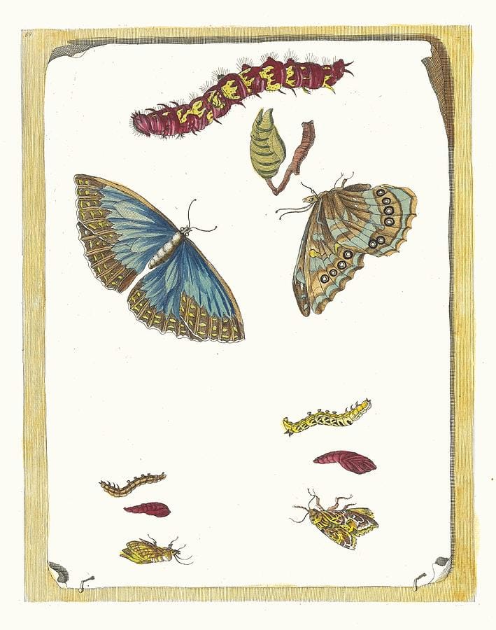 Blue Butterflies by Maria Sibylla Merian
