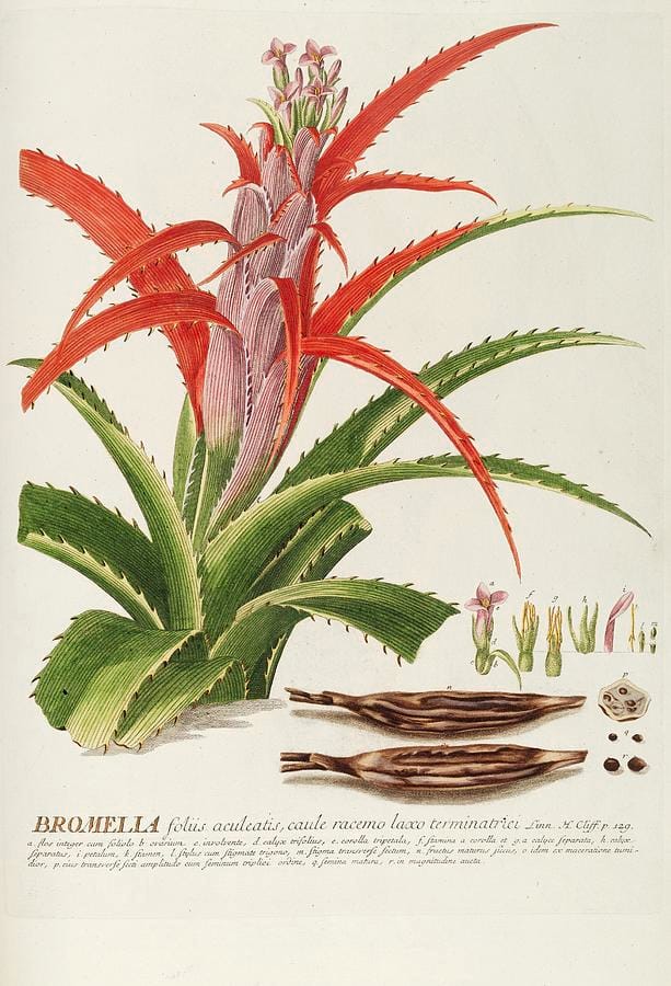 Bromelia by Georg Dionysius Ehret