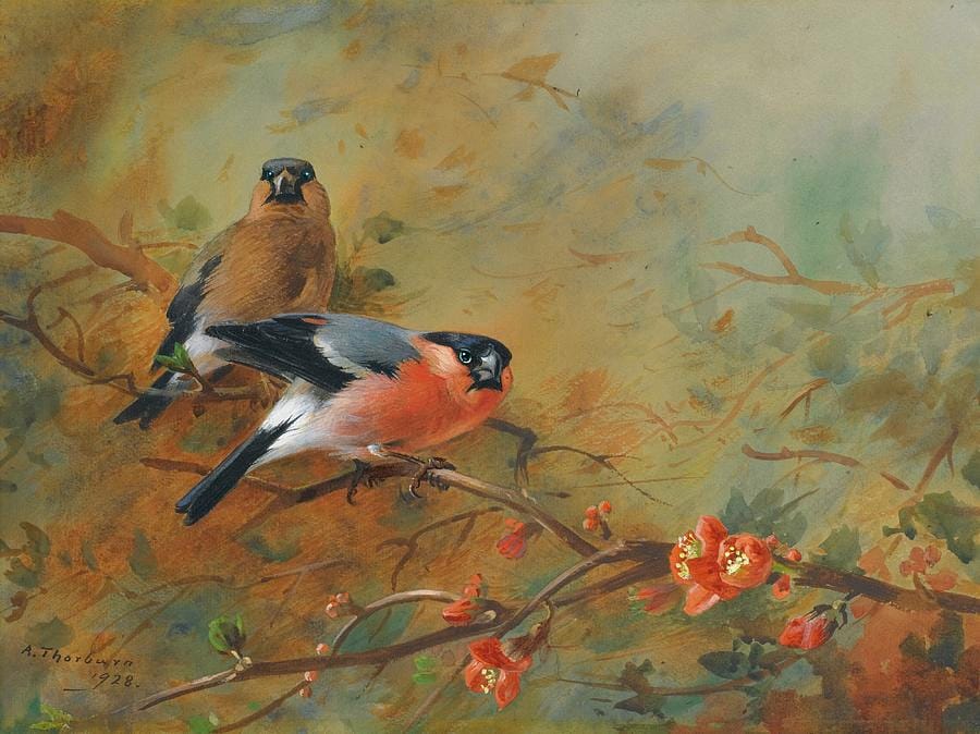 Bullfinches and Pyrus Japonica by Archibald Thorburn