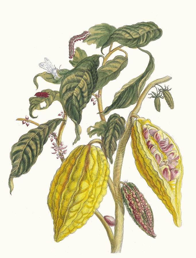 Cacao by Maria Sibylla Merian