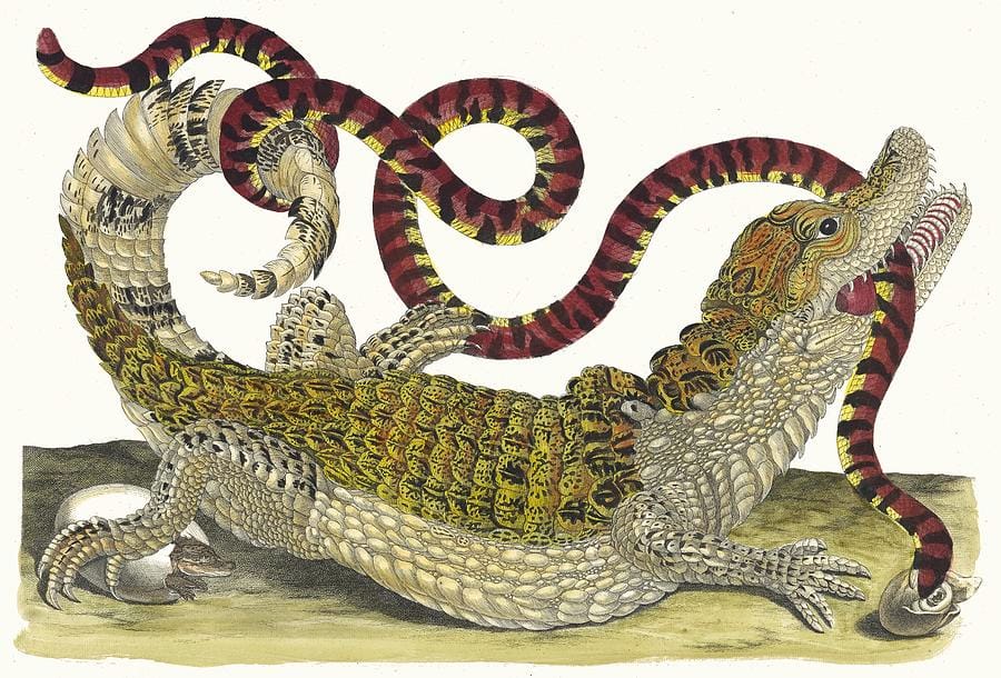 The Caiman and the False Coral Snake by Maria Sibylla Merian
