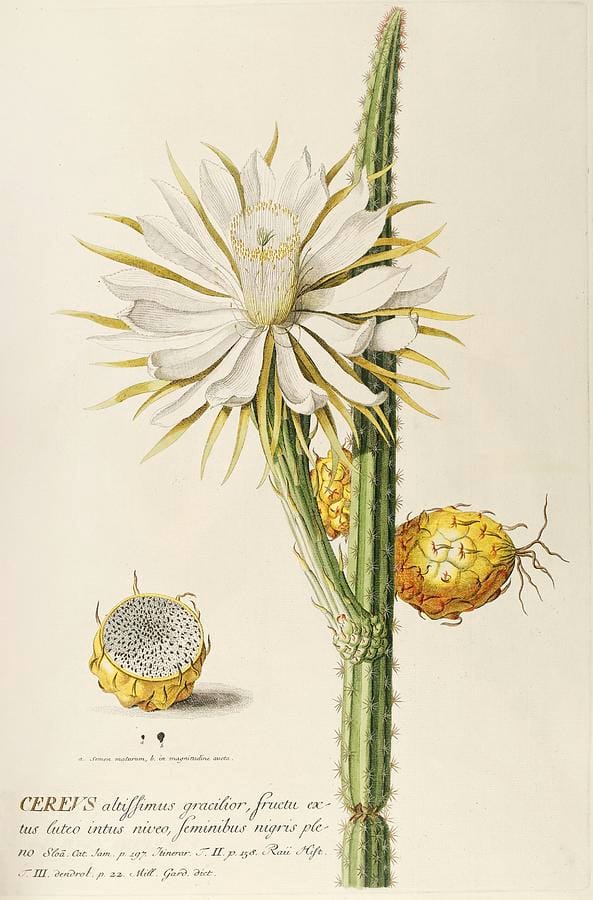 Cereus by Georg Dionysius Ehret