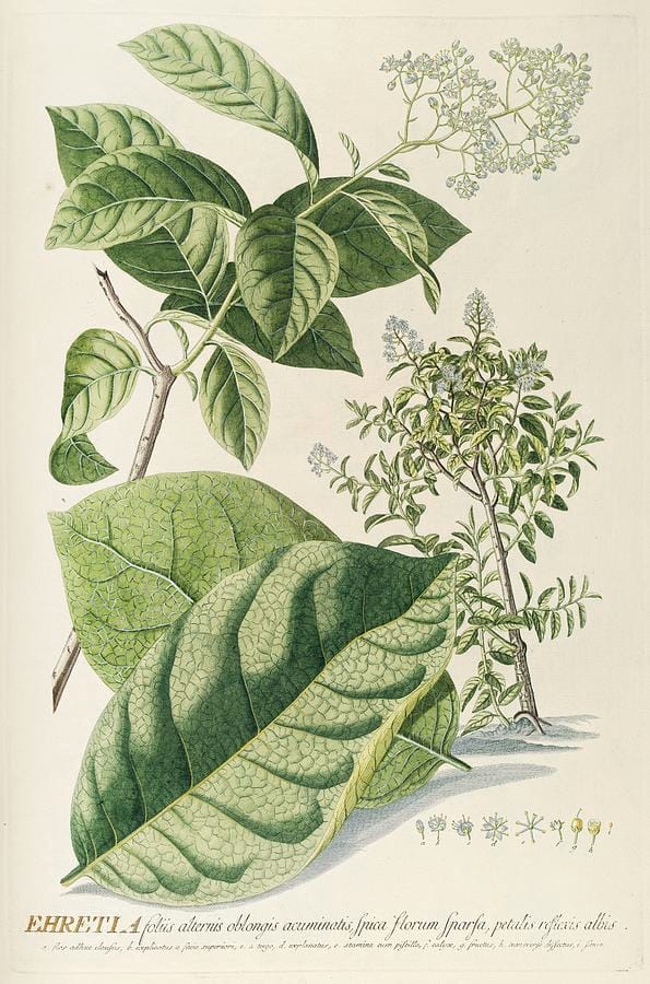 Ehretia by Georg Dionysius Ehret
