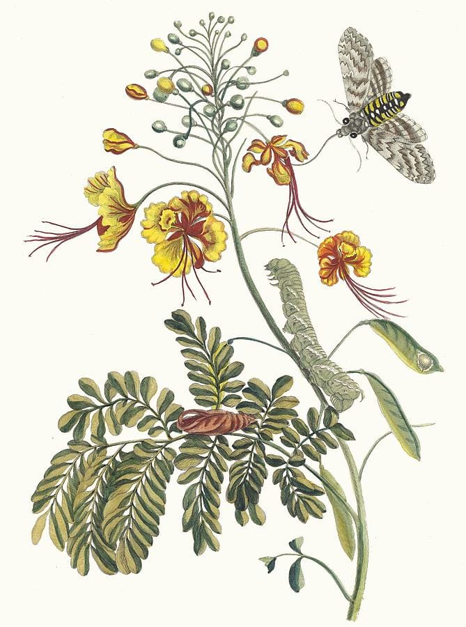 Flos Pavonis by Maria Sibylla Merian