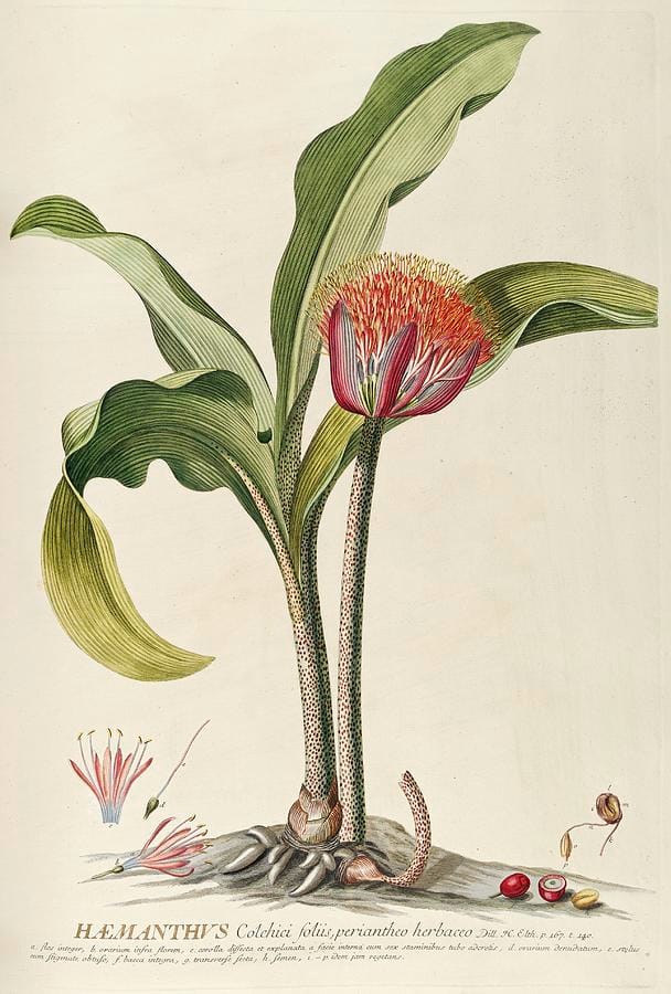 Haemanthus by Georg Dionysius Ehret