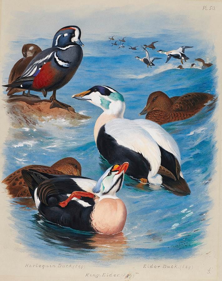 Harlequin and Eider Ducks by Archibald Thorburn