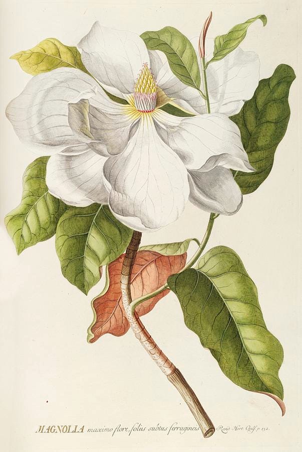 Magnolia — Georg Dionysius Ehret, from Plantae Selectae