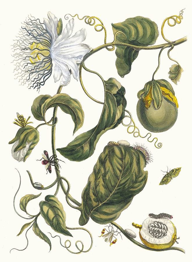 Marquiaas by Maria Sibylla Merian