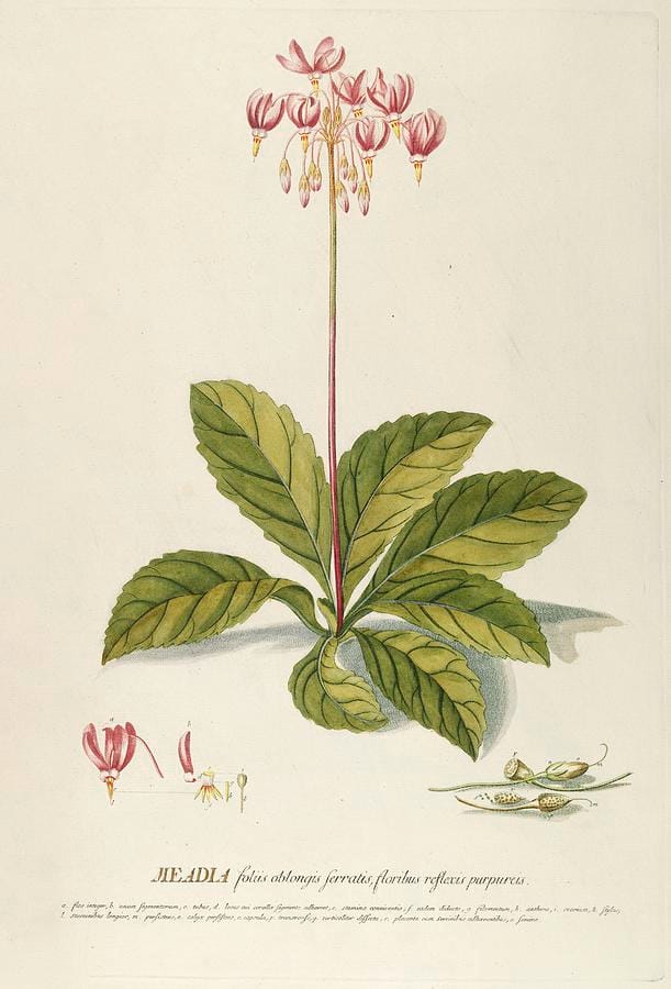 Meadia by Georg Dionysius Ehret