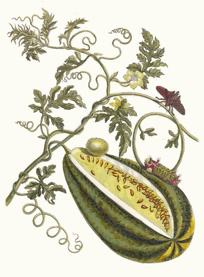 Melon d’Eau by Maria Sibylla Merian