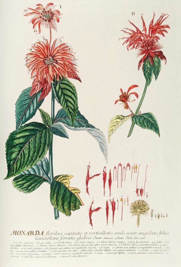 Monarda by Georg Dionysius Ehret