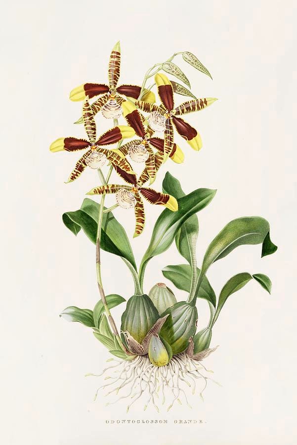 Odontoglossum grande — James Bateman, from The Orchidaceae of Mexico and Guatemala (1837–43)
