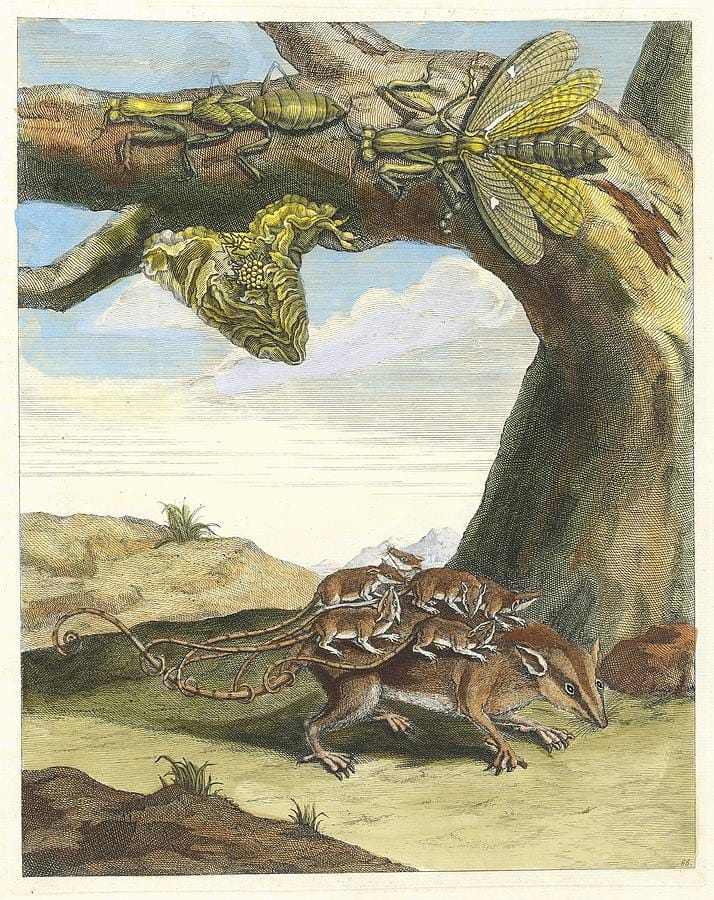 Rat de Forêt by Maria Sibylla Merian