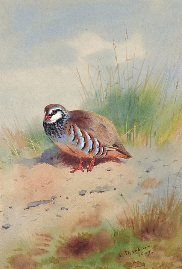 Red-legged Partridge by Archibald Thorburn
