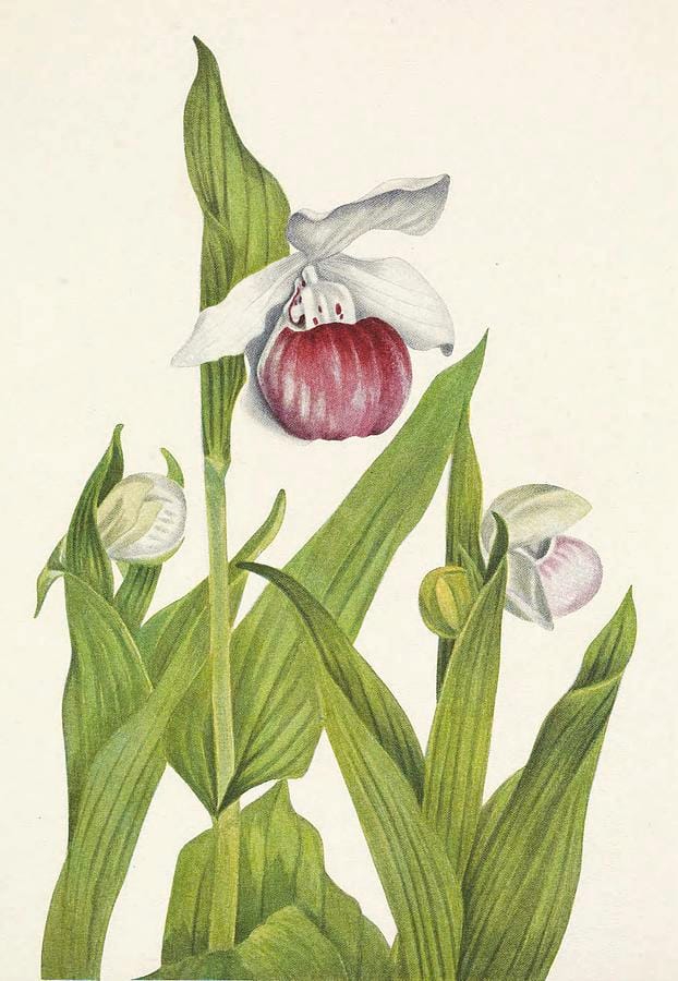 Showy Ladyslipper (Cypripedium reginae) — Mary Vaux Walcott, from North American Wild Flowers (1925)