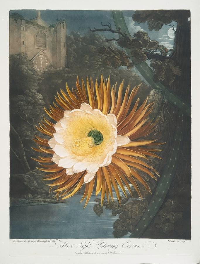 The Night-Blowing Cereus — Robert John Thornton, from The Temple of Flora (1799–1807)