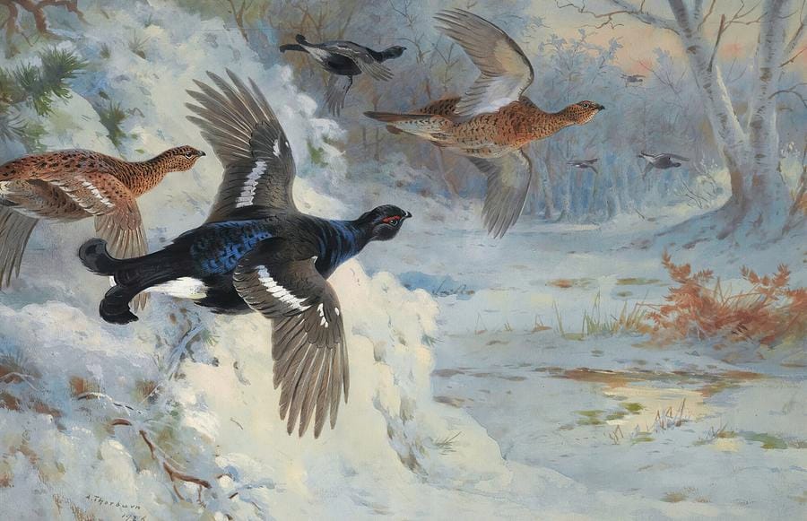 Through the Snowy Coverts by Archibald Thorburn