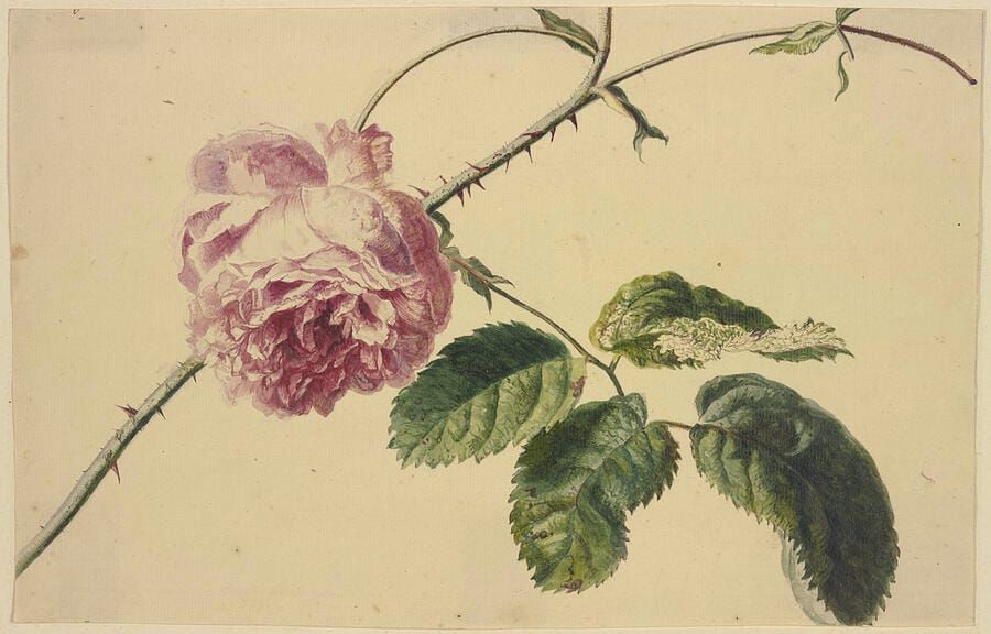 The Most Beautiful Botanical Art Ever Made