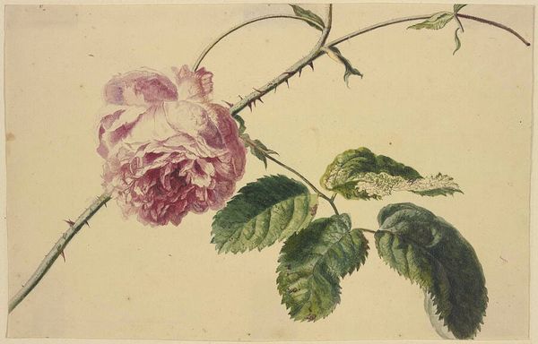 The Most Beautiful Botanical Art Ever Made