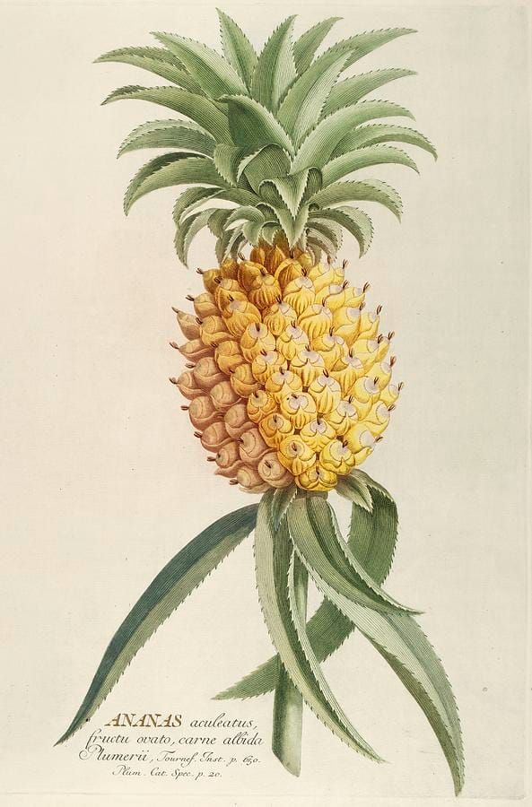 Georg Dionysius Ehret’s Ten Most Beautiful Botanical Illustrations