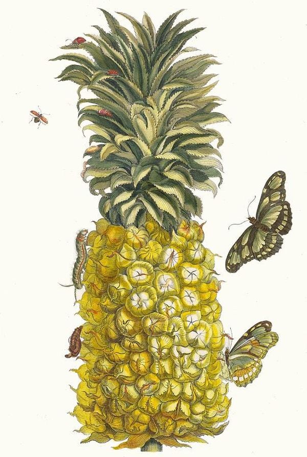 Maria Sibylla Merian’s Ten Most Beautiful Natural History Illustrations