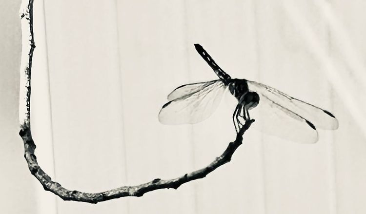 apparent story v by Gastón Fernández /// KM Cascia