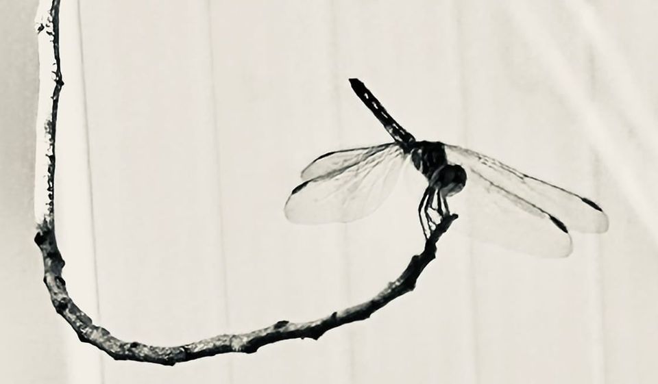 apparent story v by Gastón Fernández /// KM Cascia