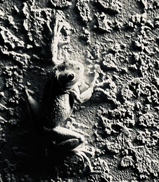 two poems by Osvaldo Lamborghini /// Phelps & Cascia