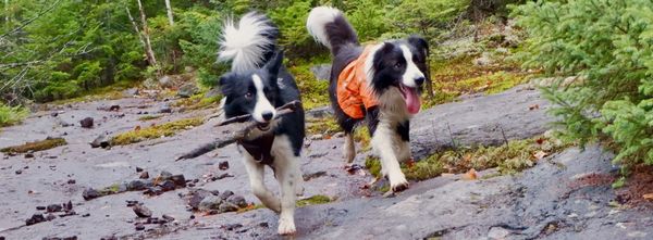 Fetch API for Oracle APEX - Part 1: Basic Usage