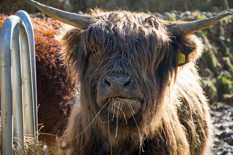 Taurus: My Lived Experience
