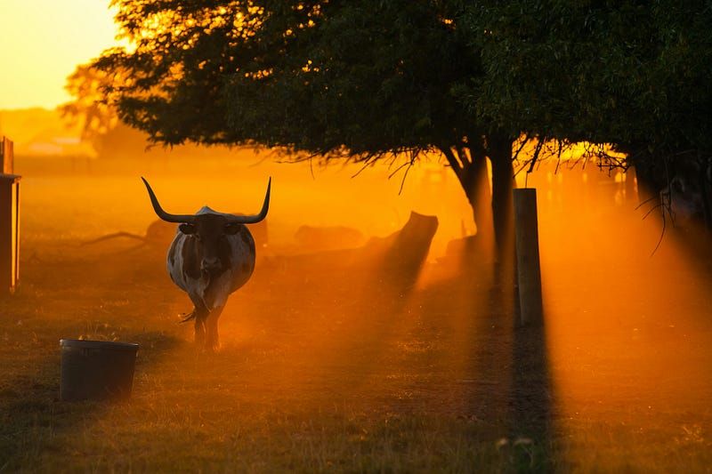 Taurus