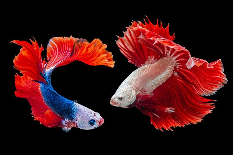 The Call of the Time of Pisces