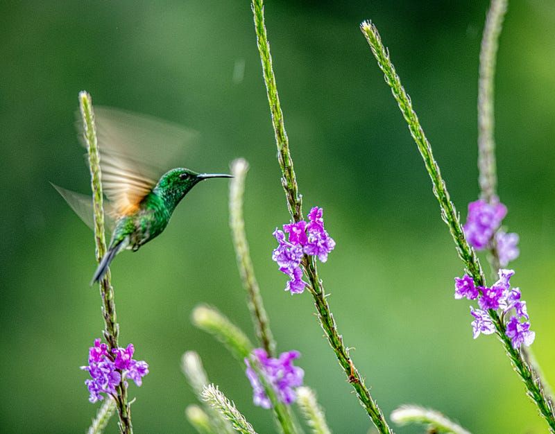I am the Hummingbird
