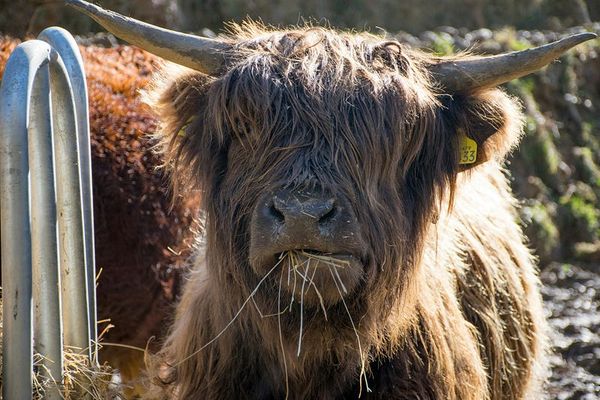 Taurus: My Lived Experience