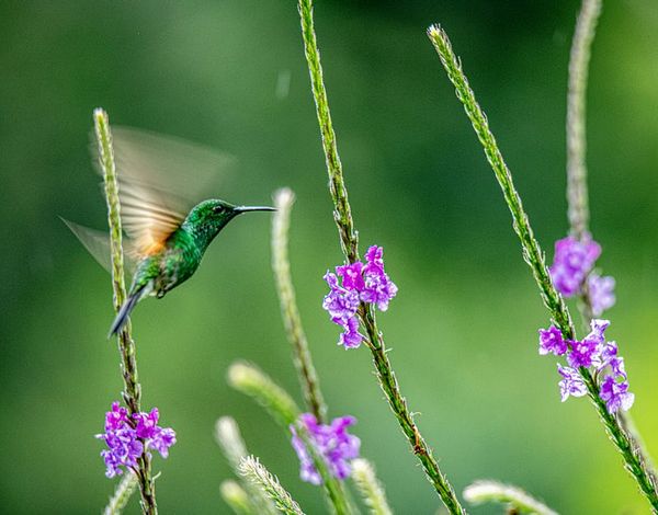 I am the Hummingbird