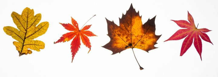 Creating Your Own Natural History Collection